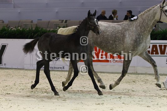 CA D ORO_MILANO_2010_SS3_3936.jpg